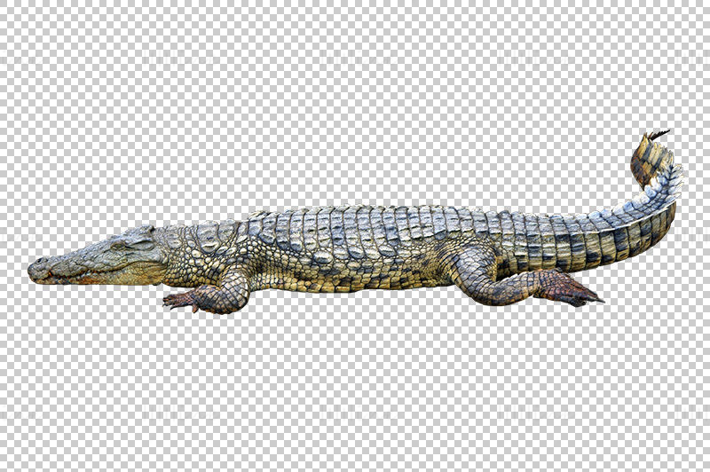 Crocodile png