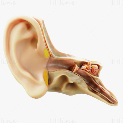 Cross section ear anatomy 3d model
