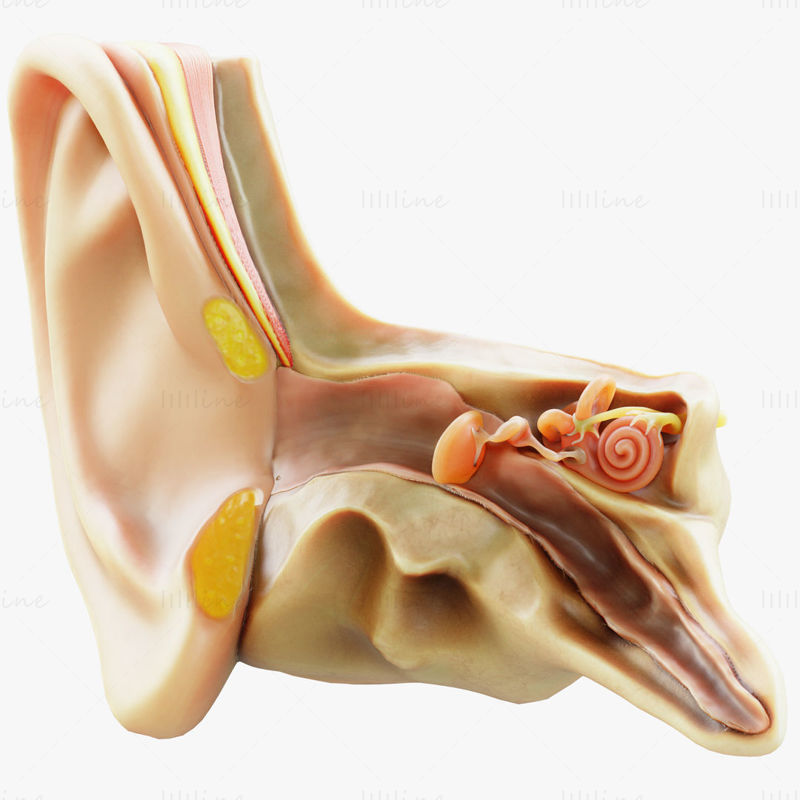 3D модел на анатомия на ухото в напречно сечение