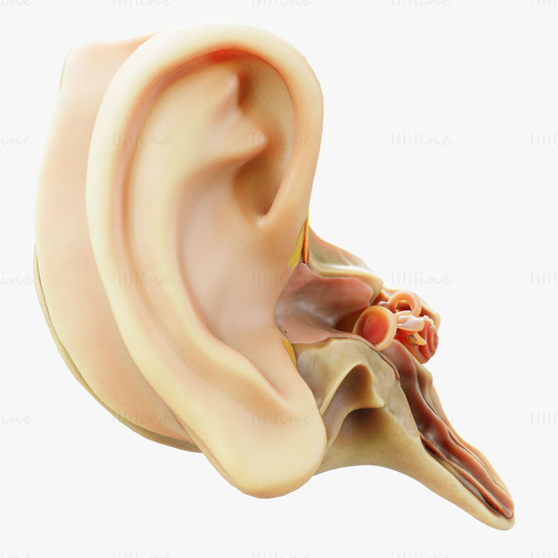 Coupe transversale de l'anatomie de l'oreille modèle 3D