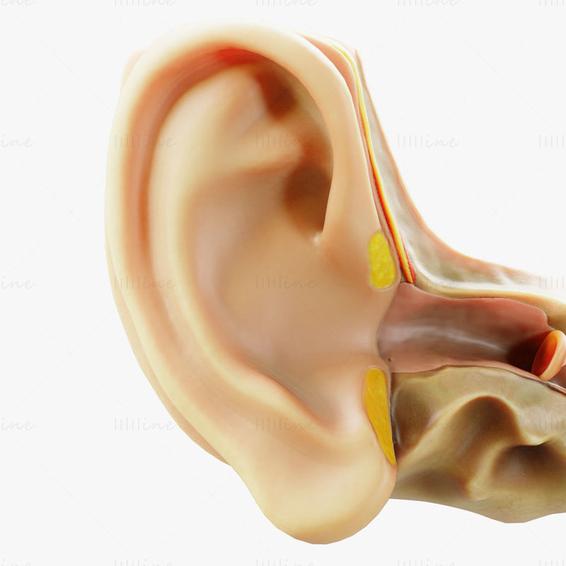 断面の耳の解剖学の 3 d モデル