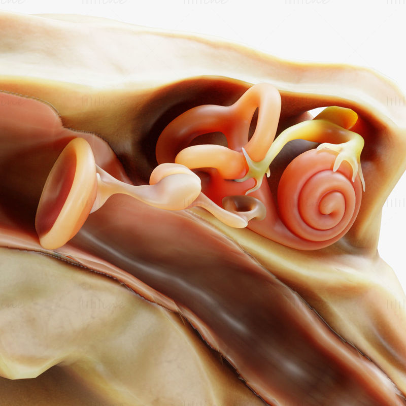3D-Modell der Querschnittohranatomie