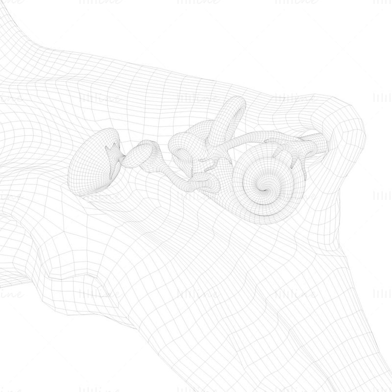 3D модел на анатомия на ухото в напречно сечение
