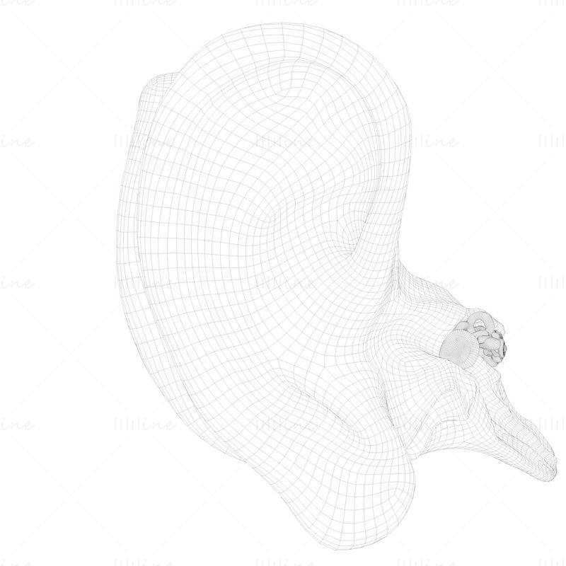 Keresztmetszetű fül anatómiai 3d modell