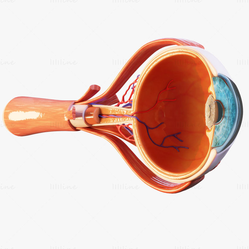 Tverrsnitt Eye Anatomy 3D-modell