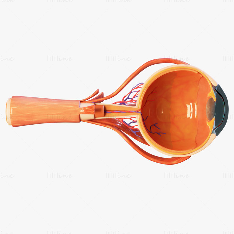 Tverrsnitt Eye Anatomy 3D-modell