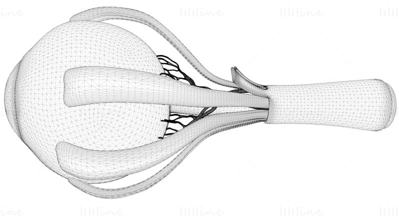 Coupe transversale de l'anatomie des yeux modèle 3D
