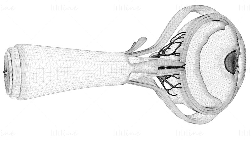 Coupe transversale de l'anatomie des yeux modèle 3D