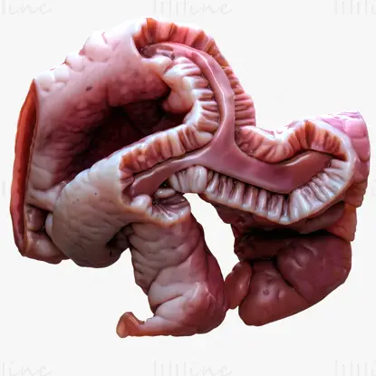 Zylindrisches Epithel der Gallenblase 3D-Modell