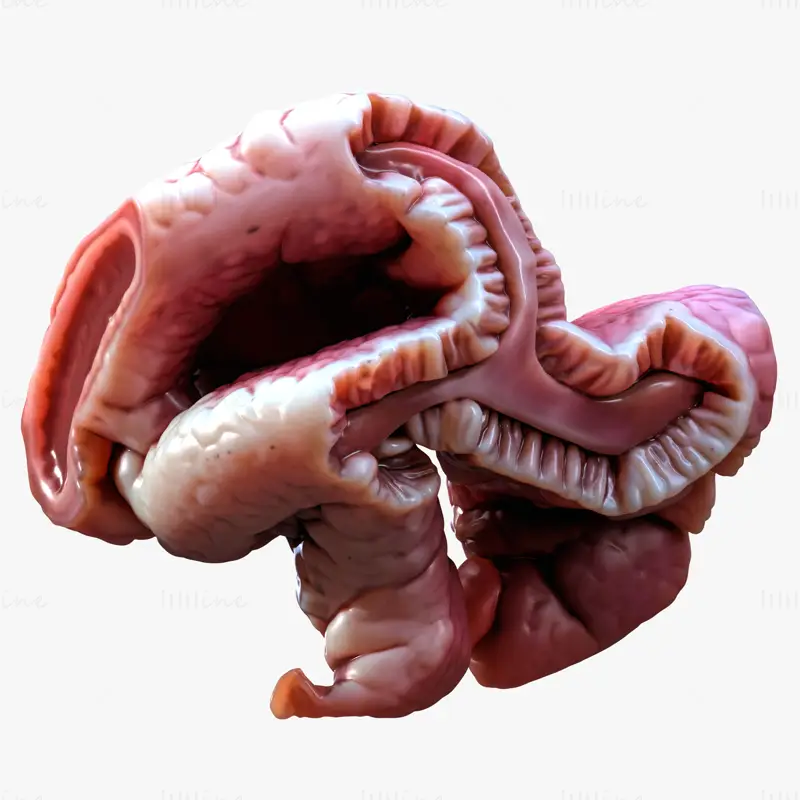 Cylindrical Epithelium of the Gallbladder 3d model