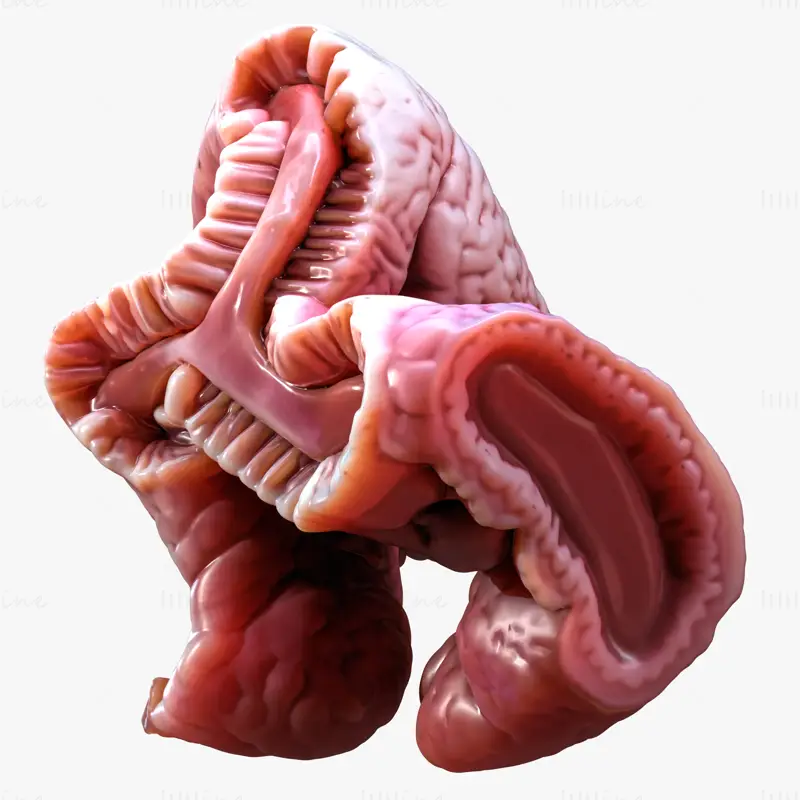 Cylindrical Epithelium of the Gallbladder 3d model