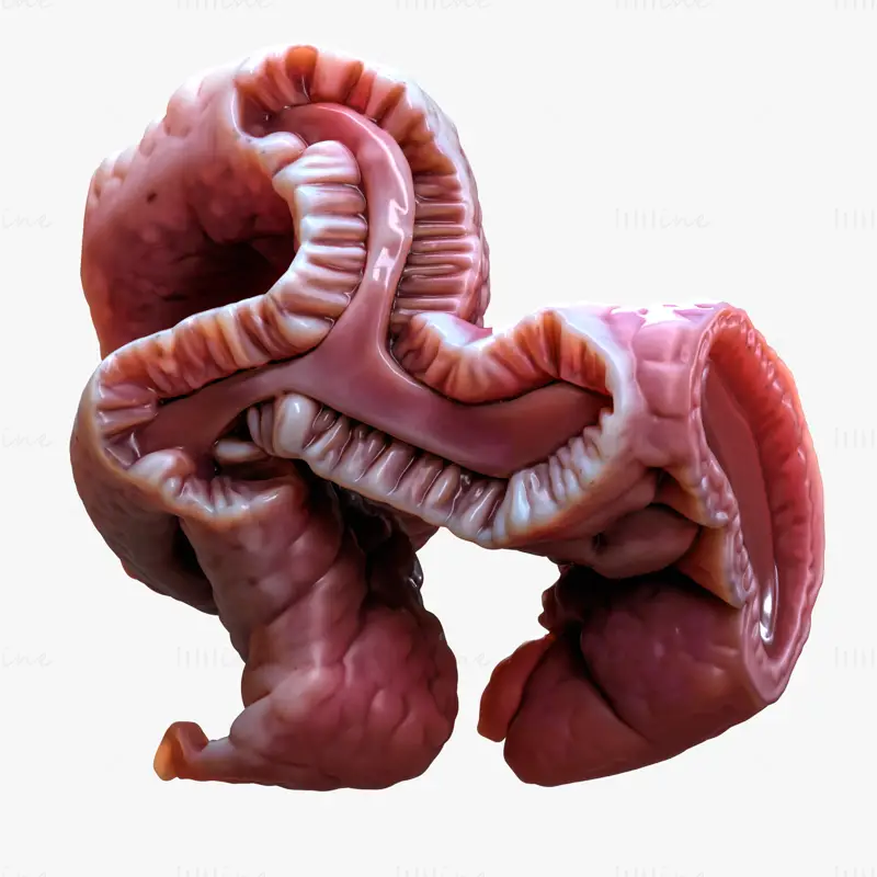 Cylindrical Epithelium of the Gallbladder 3d model