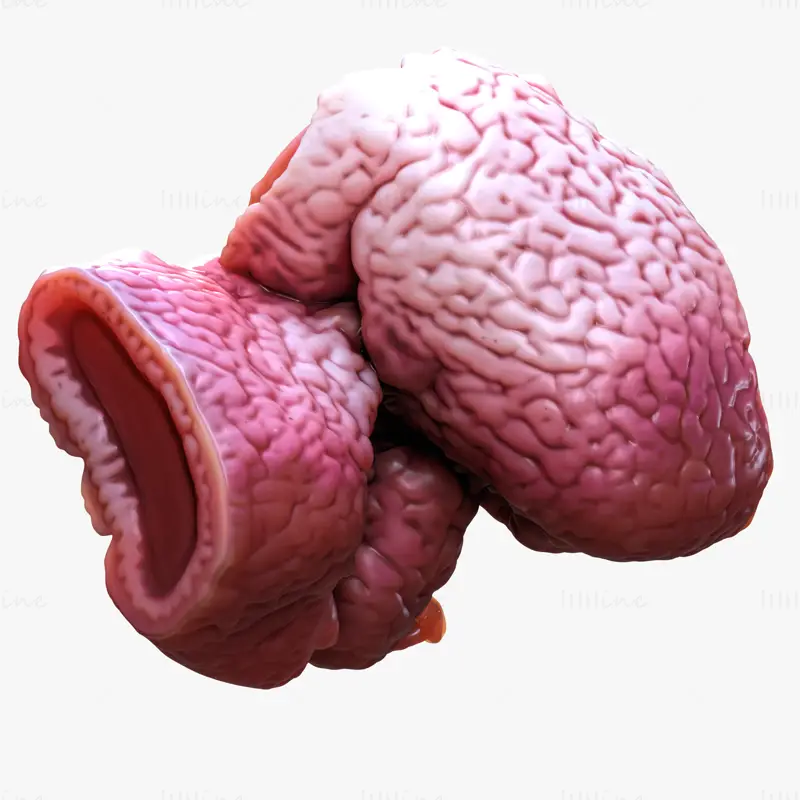 Cylindrical Epithelium of the Gallbladder 3d model