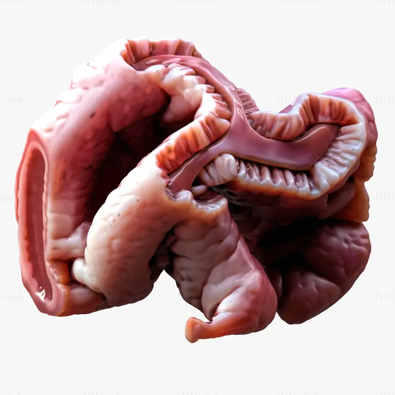 Cylindrical Epithelium of the Gallbladder 3d model