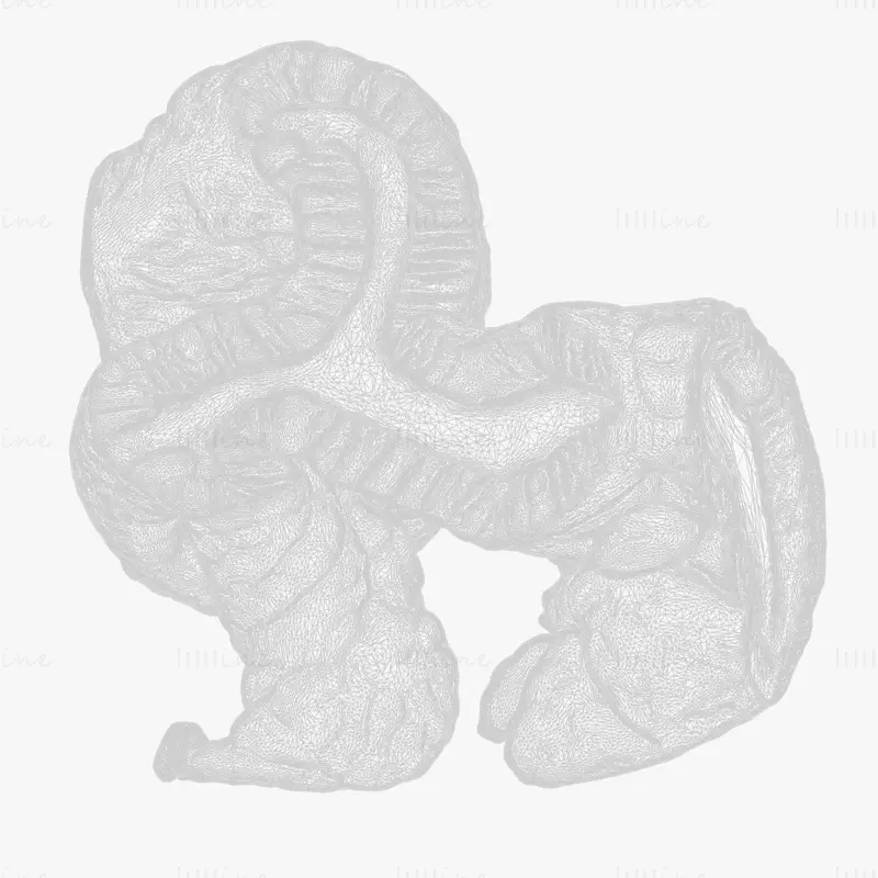 Cylindrical Epithelium of the Gallbladder 3d model