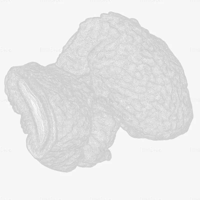 Cylindrical Epithelium of the Gallbladder 3d model