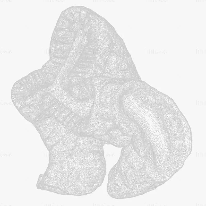 Cylindrical Epithelium of the Gallbladder 3d model
