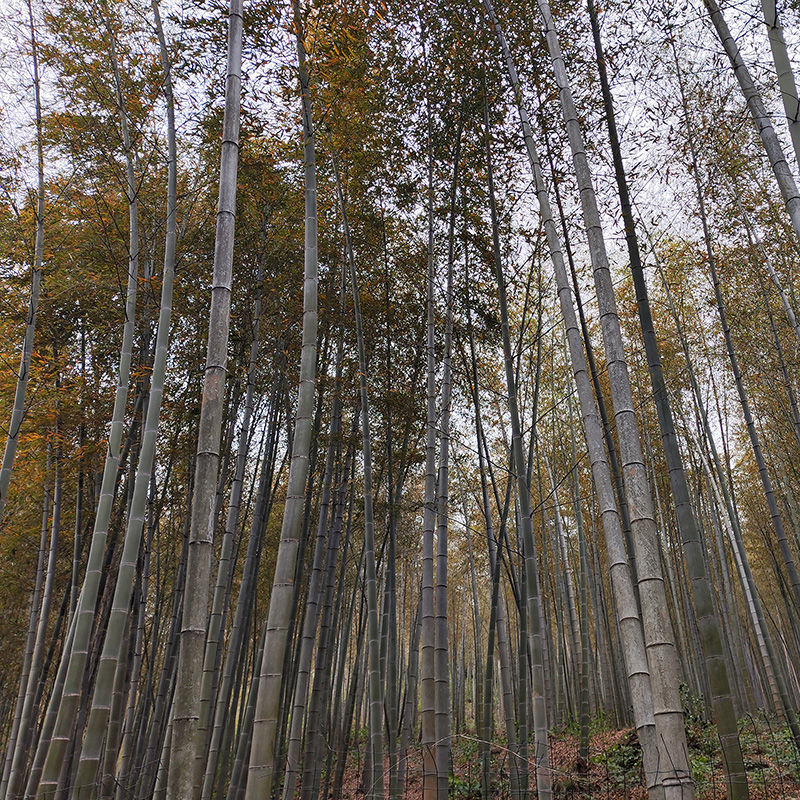 En lo profundo del bosque de bambú Foto del bosque