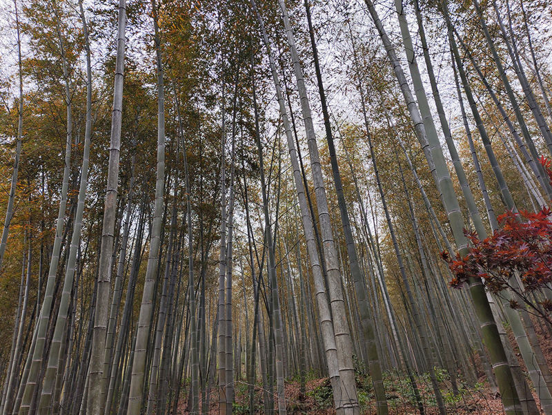 Diep in het bamboebos bosfoto