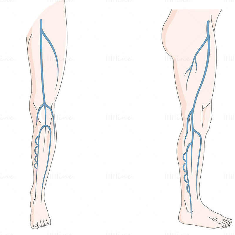 Deep venous system vector