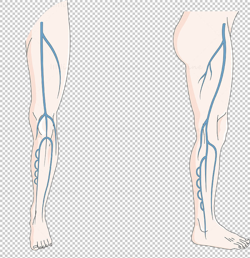 Deep venous system vector