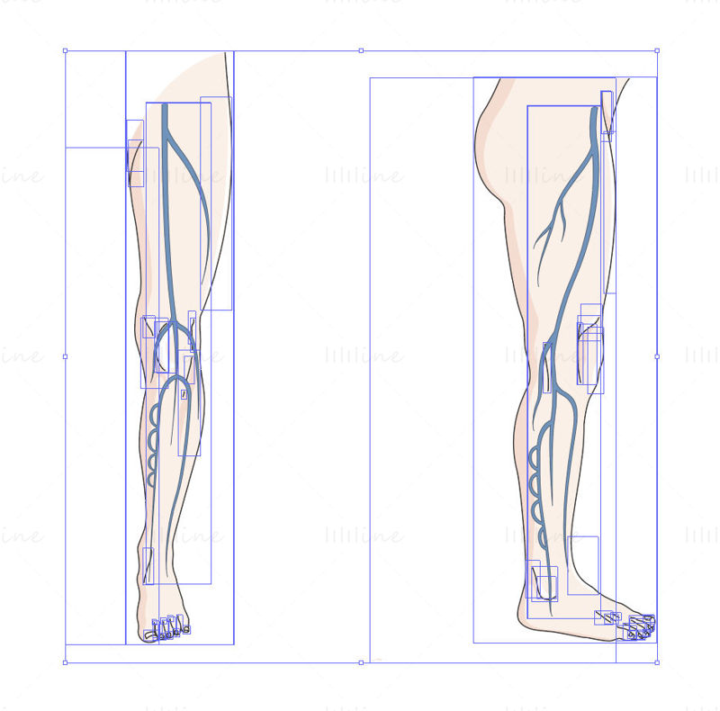 Deep venous system vector