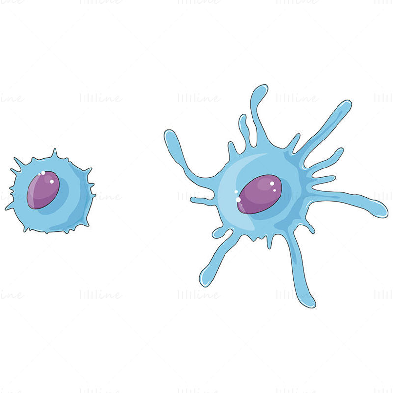 Dendritic cells vector