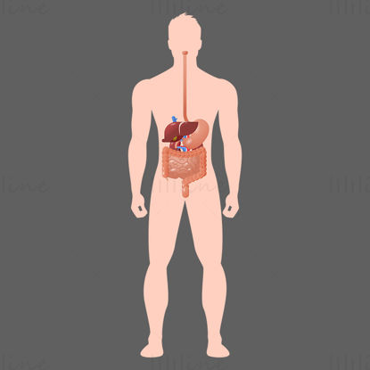 Digestive system vector illustration