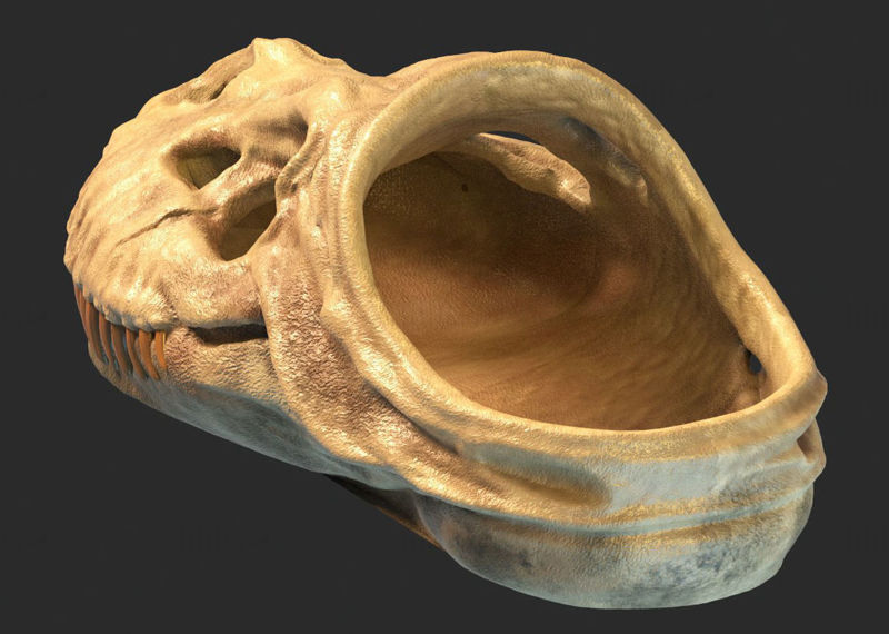 Dinosauří fosilní sandály 3D tisk modelu STL