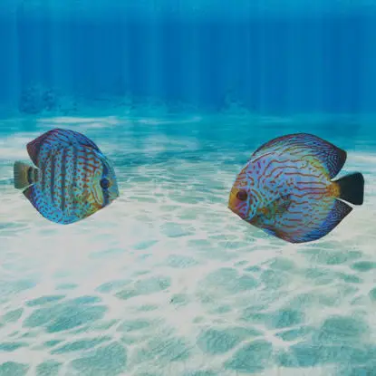 Discus Fish 3D Model