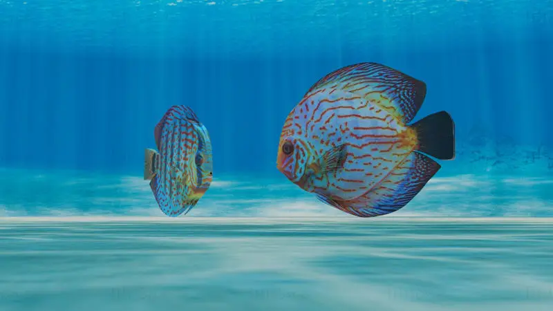 Discus Fish 3D Model