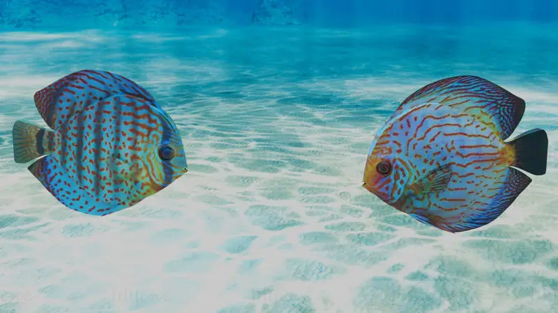 Discus Fish 3D Model