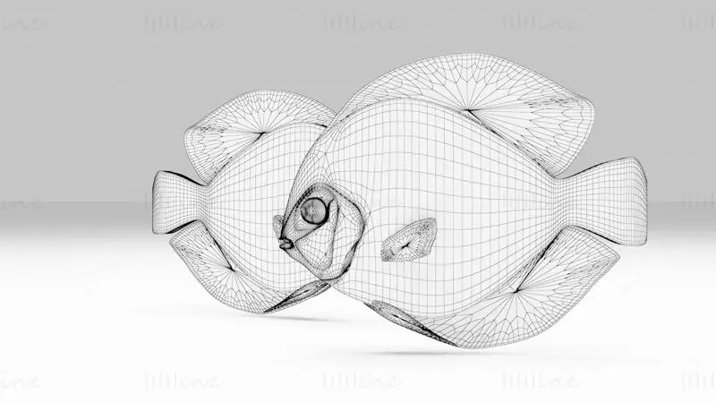 Discus Fish 3D Model