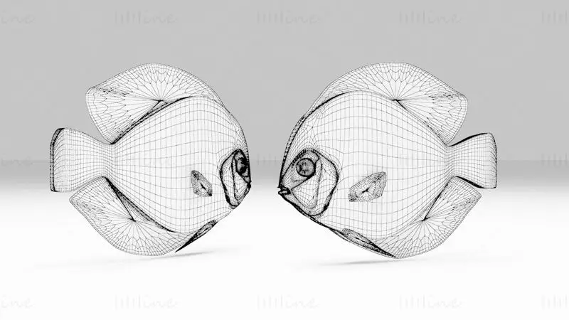 Discus Fish 3D Model