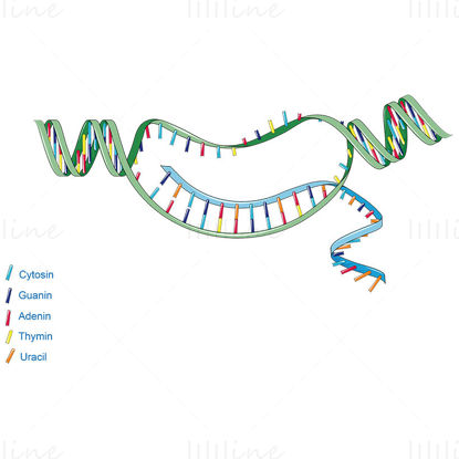 DNA RNA Transcription vector
