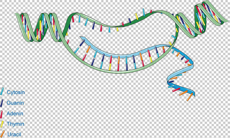 DNA RNA Transcription vector