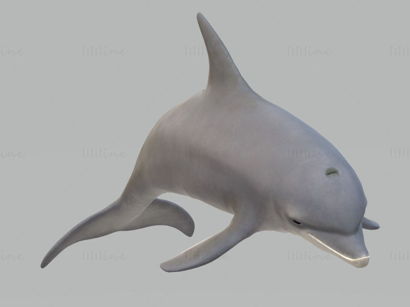 Dolphin Sculptures 3D Model Ready to Print
