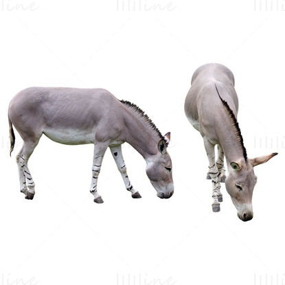 burro png