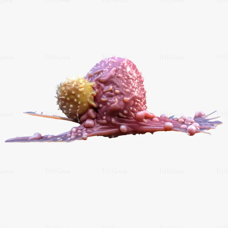 Stáhnout 3D model nádoru z rakovinných buněk