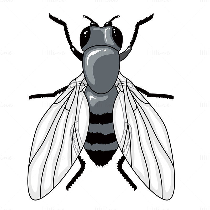 Drosophila vector