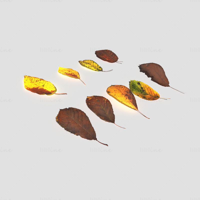 Paket 3D modelov suhih češnjevih listov