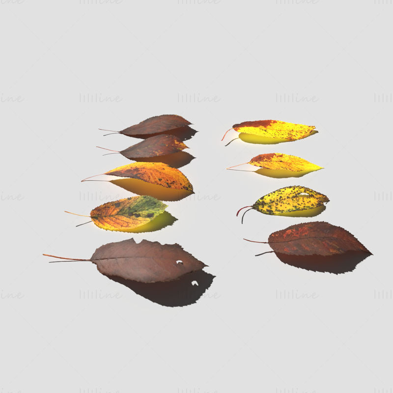 Paket 3D modelov suhih češnjevih listov