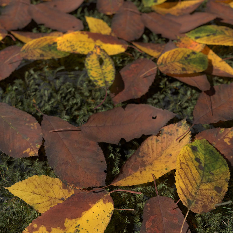 Sada 3D modelů suchých třešňových listů
