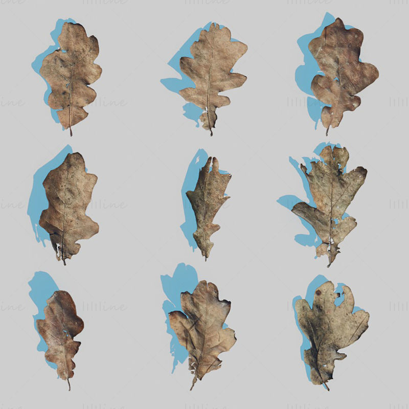 پک مدل سه بعدی Dry Leaves