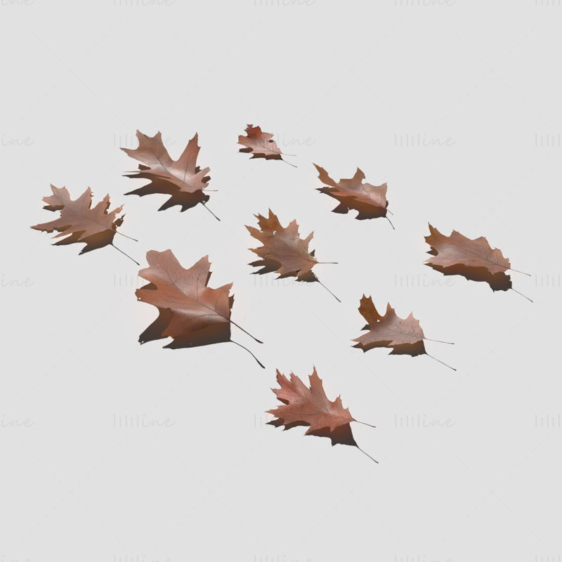 Model 3D de frunze de stejar roșu uscat