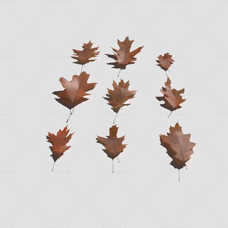 Modello 3D di foglie secche di quercia rossa