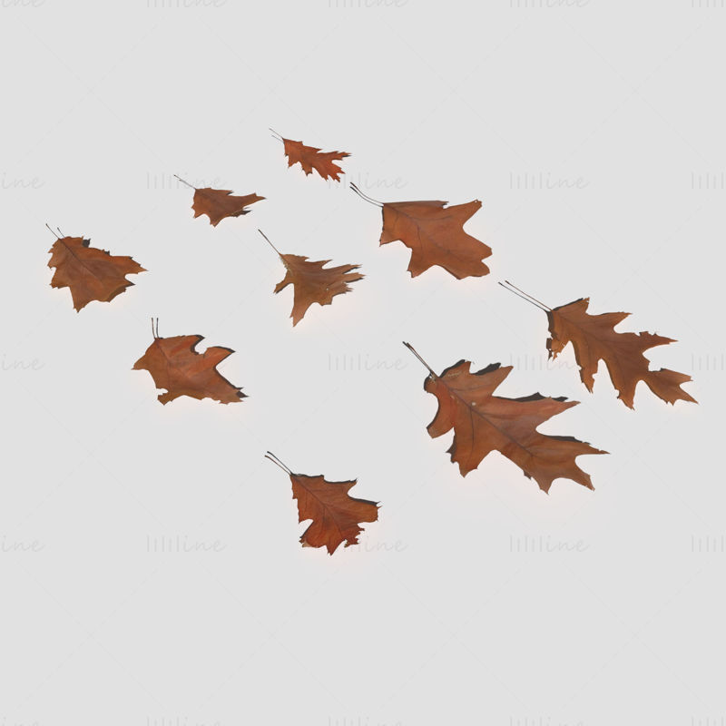 Dry Red Oak Leaves 3D Model