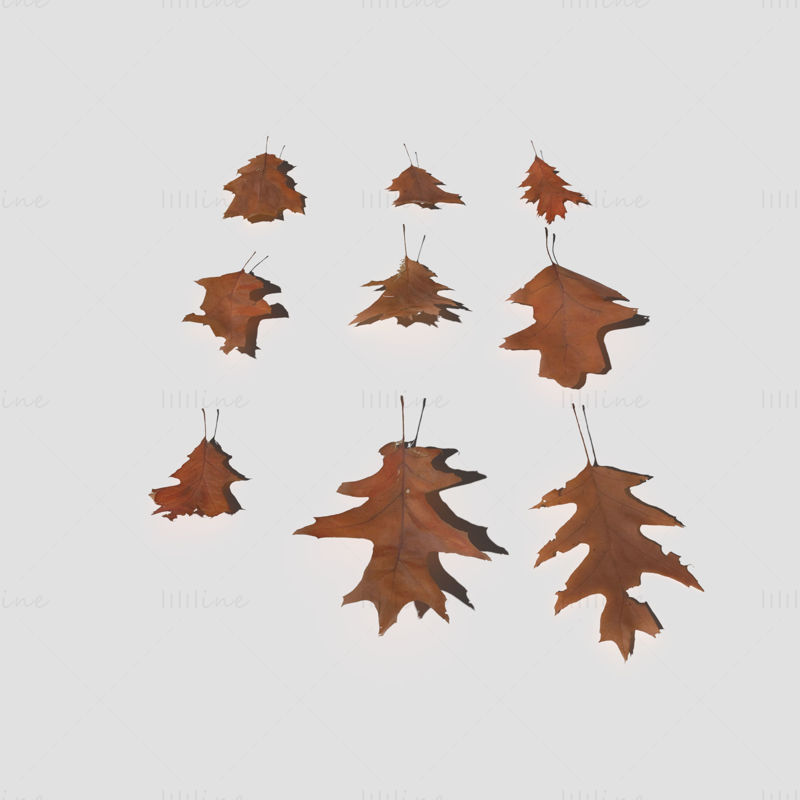 Сухие красные дубовые листья 3D модель