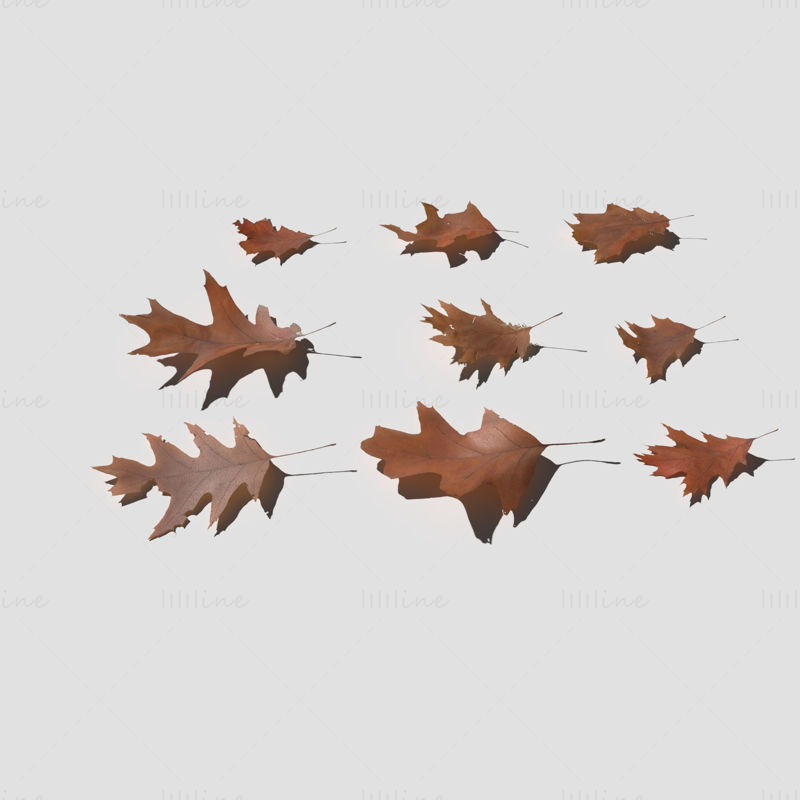 Modello 3D di foglie secche di quercia rossa