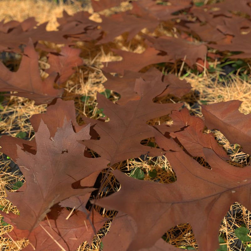 Dry Red Oak Leaves 3D Model